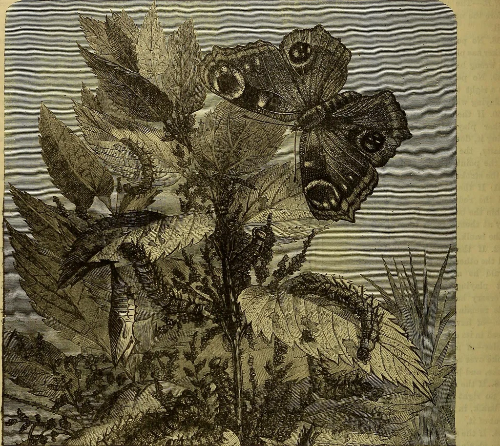 An illustration from The Popular recreator. A key to in-door and out-door amusements .., 1873, leaf 357