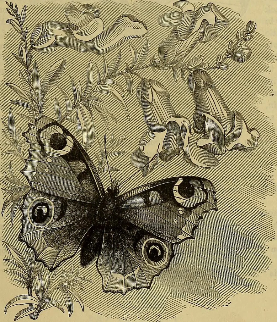 An illustration from The Popular recreator. A key to in-door and out-door amusements .., 1873, leaf 358