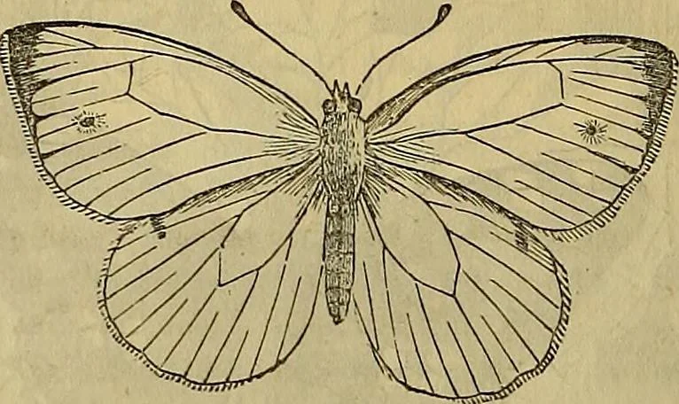 An illustration from The Popular recreator. A key to in-door and out-door amusements .., 1873, leaf 359