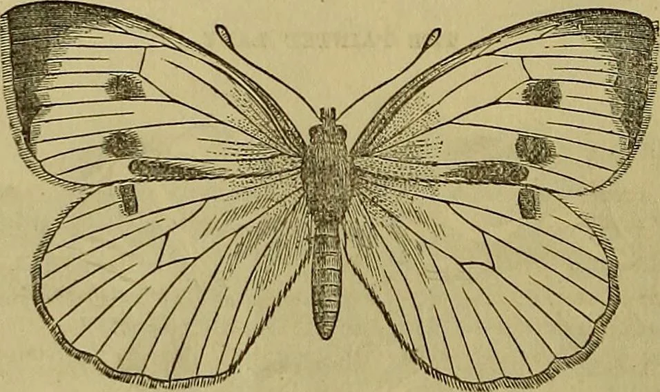 An illustration from The Popular recreator. A key to in-door and out-door amusements .., 1873, leaf 359
