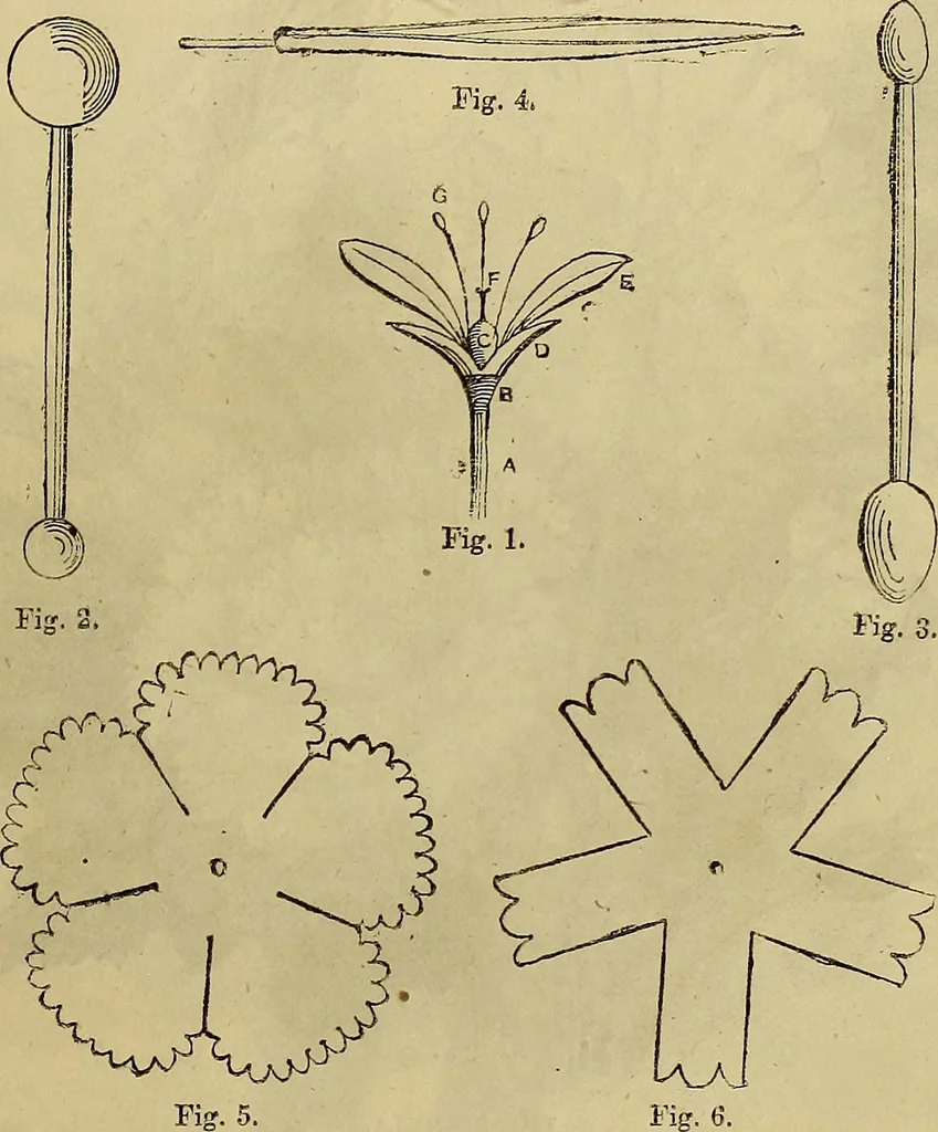 An illustration from The Popular recreator. A key to in-door and out-door amusements .., 1873, leaf 36