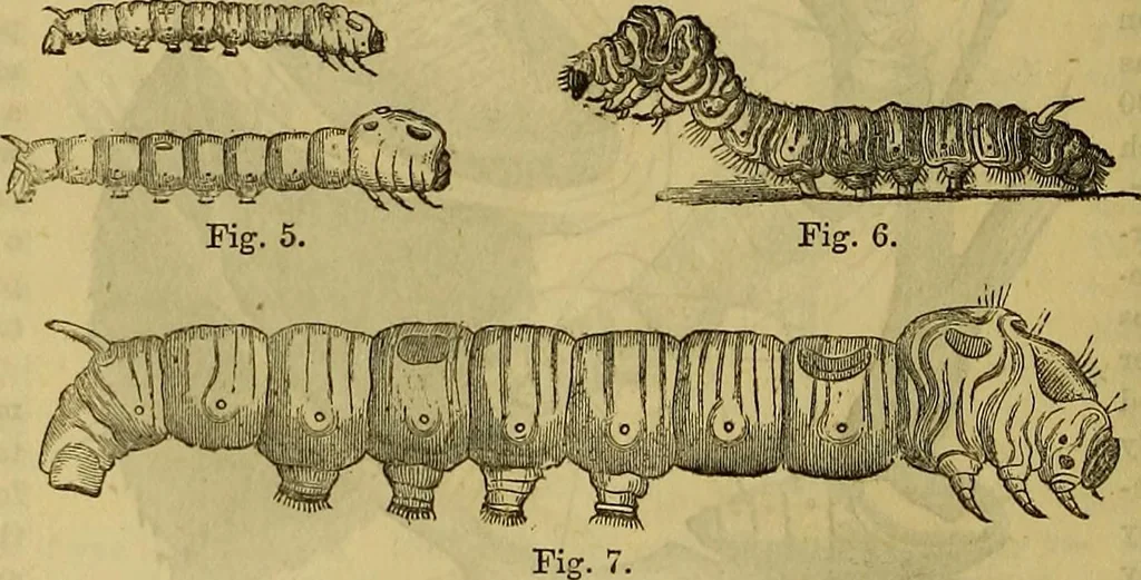 An illustration from The Popular recreator. A key to in-door and out-door amusements .., 1873, leaf 383