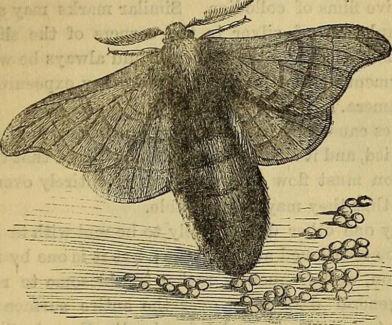 An illustration from The Popular recreator. A key to in-door and out-door amusements .., 1873, leaf 384