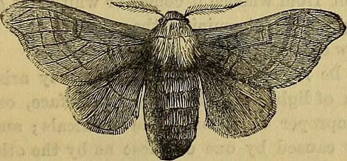 An illustration from The Popular recreator. A key to in-door and out-door amusements .., 1873, leaf 384