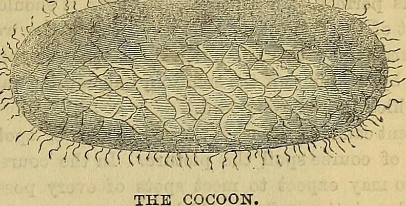 An illustration from The Popular recreator. A key to in-door and out-door amusements .., 1873, leaf 384