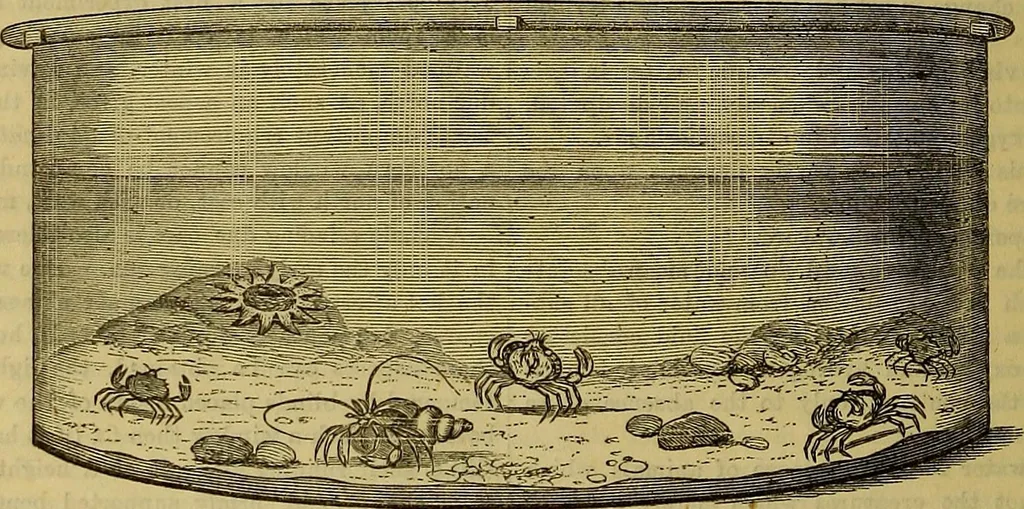 An illustration from The Popular recreator. A key to in-door and out-door amusements .., 1873, leaf 389