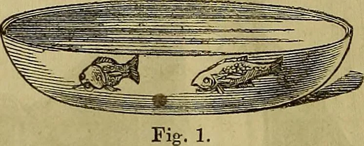 An illustration from The Popular recreator. A key to in-door and out-door amusements .., 1873, leaf 39