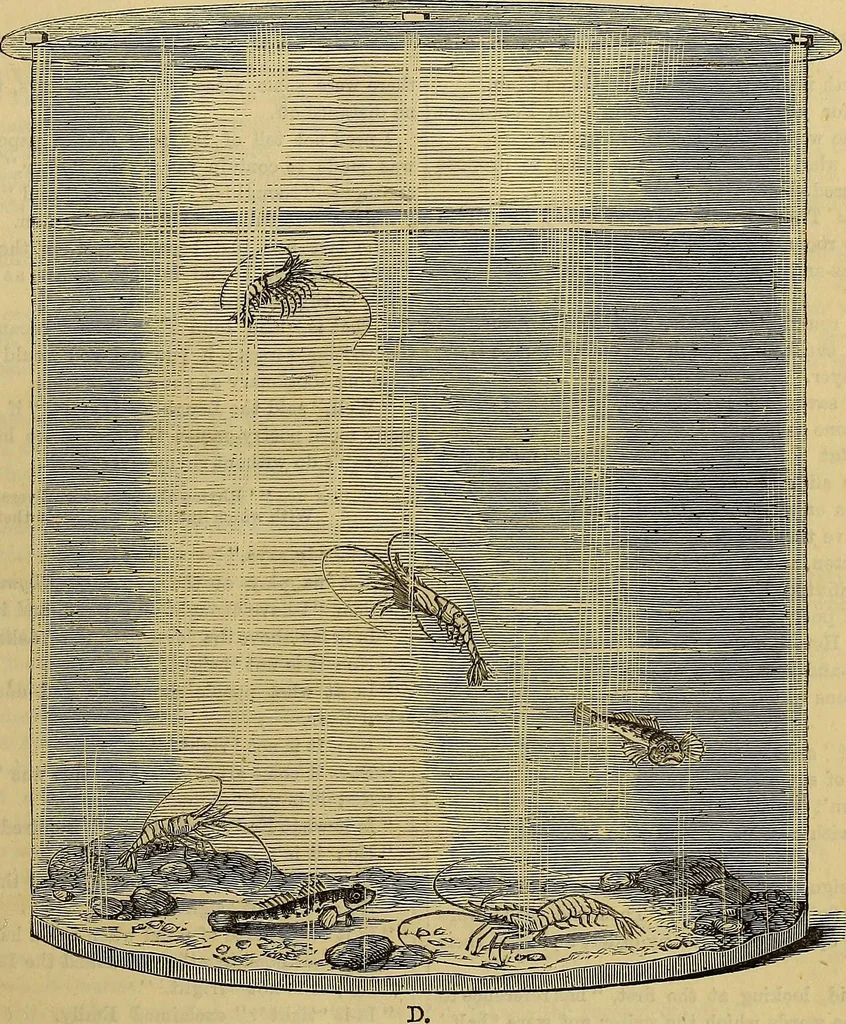 An illustration from The Popular recreator. A key to in-door and out-door amusements .., 1873, leaf 390