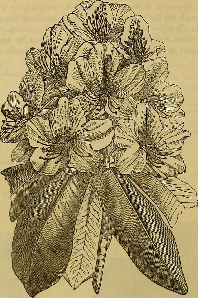 An illustration from The Popular recreator. A key to in-door and out-door amusements .., 1873, leaf 397
