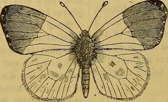 An illustration from The Popular recreator. A key to in-door and out-door amusements .., 1873, leaf 429