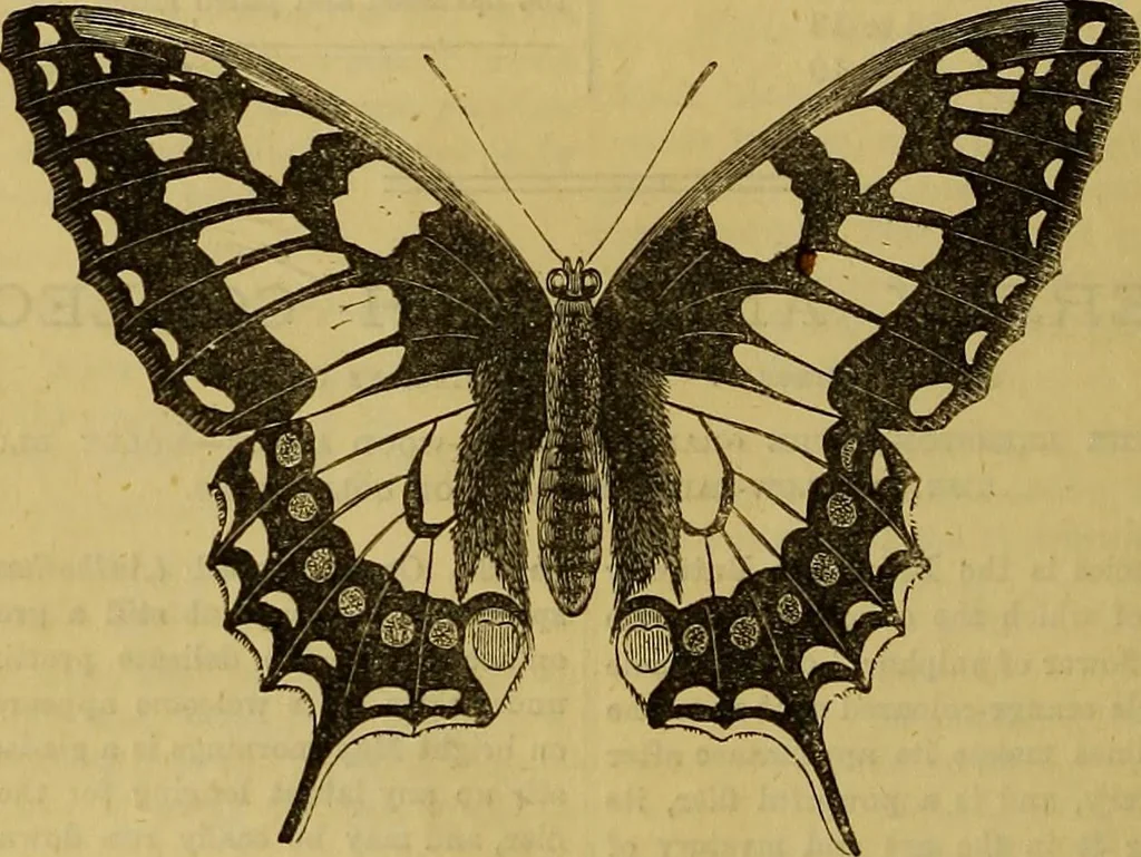 An illustration from The Popular recreator. A key to in-door and out-door amusements .., 1873, leaf 429