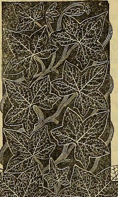 An illustration from The Popular recreator. A key to in-door and out-door amusements .., 1873, leaf 430