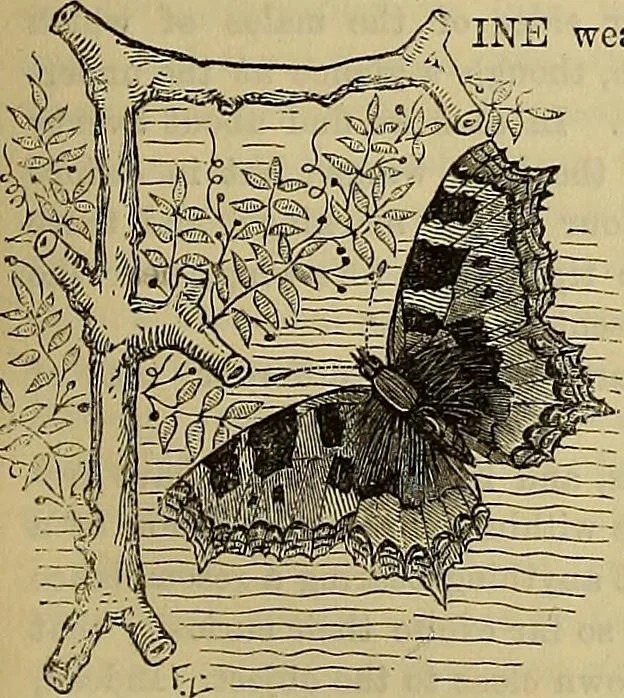 An illustration from The Popular recreator. A key to in-door and out-door amusements .., 1873, leaf 466
