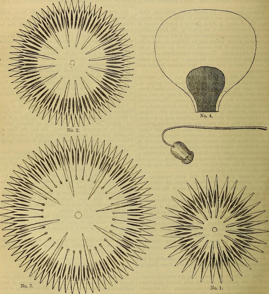An illustration from The Popular recreator. A key to in-door and out-door amusements .., 1873, leaf 469