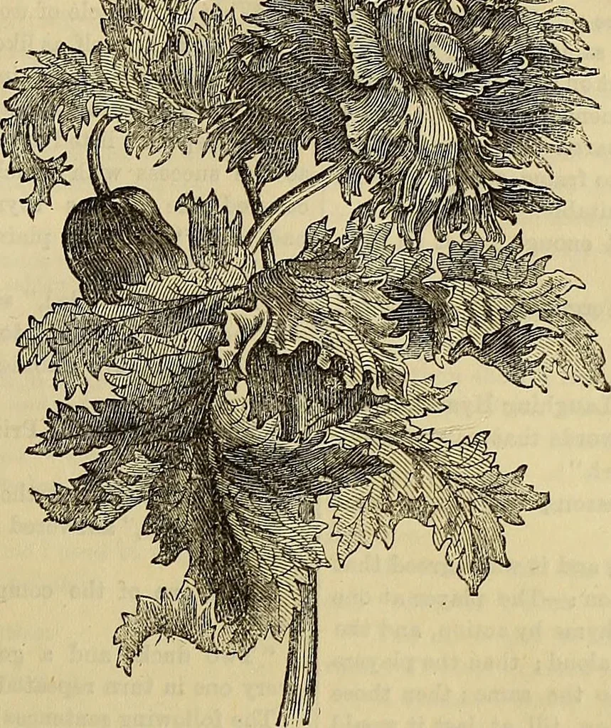 An illustration from The Popular recreator. A key to in-door and out-door amusements .., 1873, leaf 470