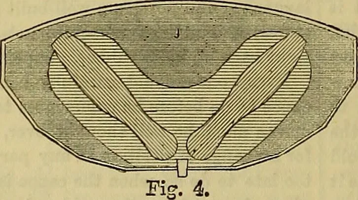 An illustration from The Popular recreator. A key to in-door and out-door amusements .., 1873, leaf 477