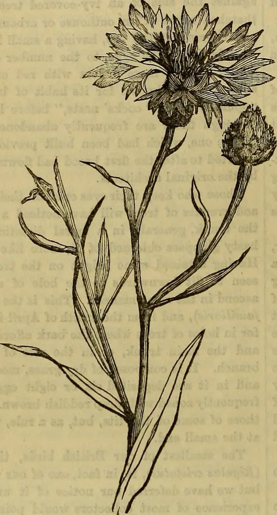 An illustration from The Popular recreator. A key to in-door and out-door amusements .., 1873, leaf 541
