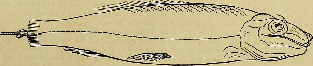 An illustration from The Popular recreator. A key to in-door and out-door amusements .., 1873, leaf 558