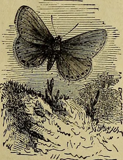 An illustration from The Popular recreator. A key to in-door and out-door amusements .., 1873, leaf 564