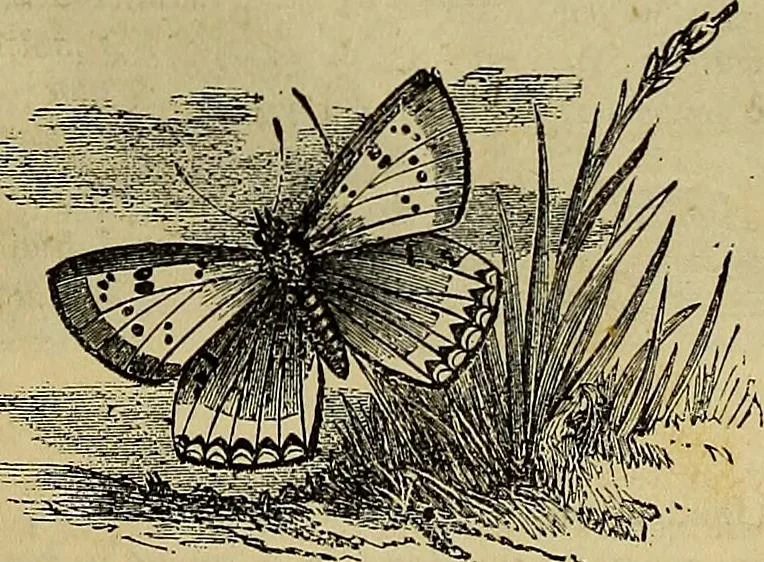 An illustration from The Popular recreator. A key to in-door and out-door amusements .., 1873, leaf 564