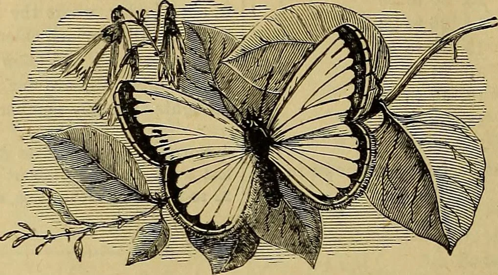 An illustration from The Popular recreator. A key to in-door and out-door amusements .., 1873, leaf 565