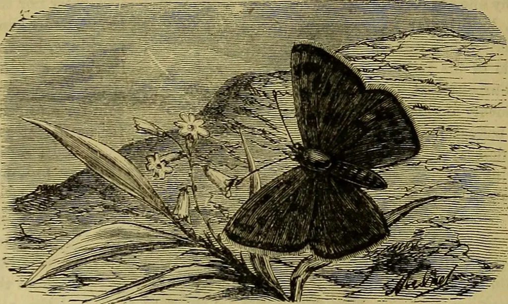 An illustration from The Popular recreator. A key to in-door and out-door amusements .., 1873, leaf 565