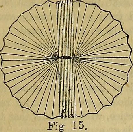 An illustration from The Popular recreator. A key to in-door and out-door amusements .., 1873, leaf 578