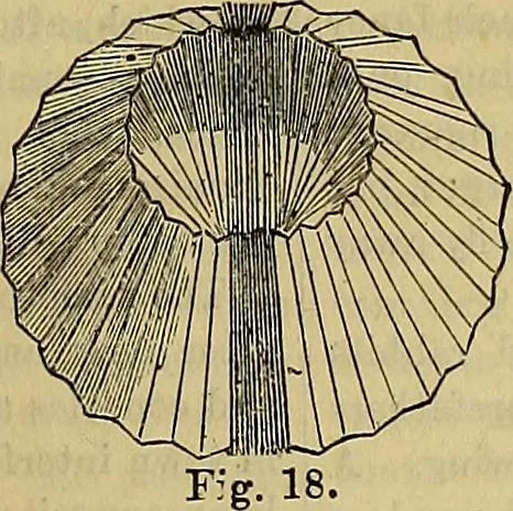 An illustration from The Popular recreator. A key to in-door and out-door amusements .., 1873, leaf 578