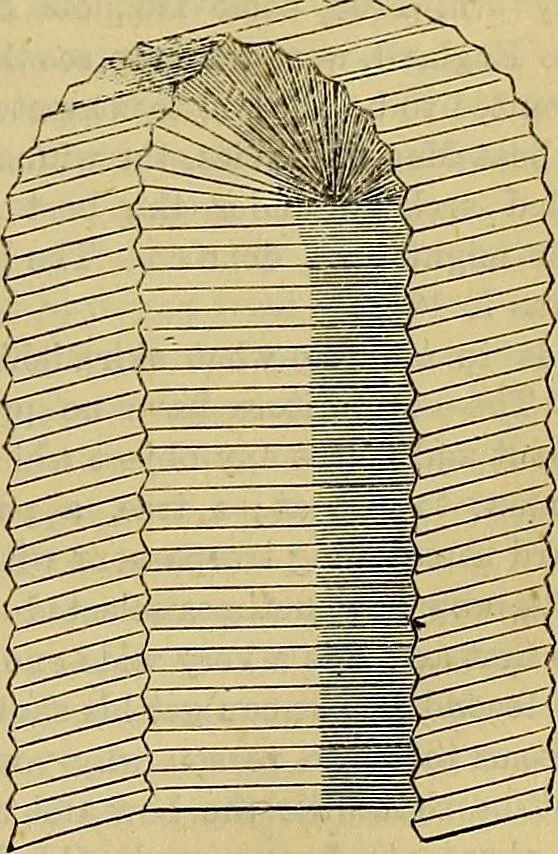 An illustration from The Popular recreator. A key to in-door and out-door amusements .., 1873, leaf 578