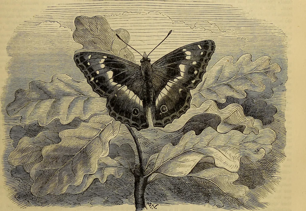 An illustration from The Popular recreator. A key to in-door and out-door amusements .., 1873, leaf 622