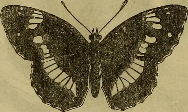 An illustration from The Popular recreator. A key to in-door and out-door amusements .., 1873, leaf 623