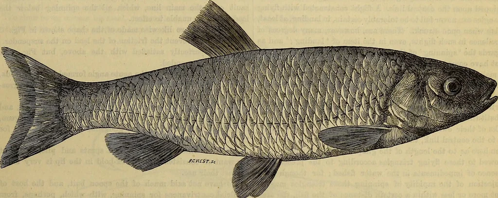 An illustration from The Popular recreator. A key to in-door and out-door amusements .., 1873, leaf 638