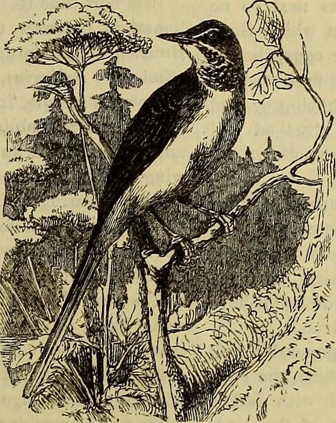 An illustration from The Popular recreator. A key to in-door and out-door amusements .., 1873, leaf 662