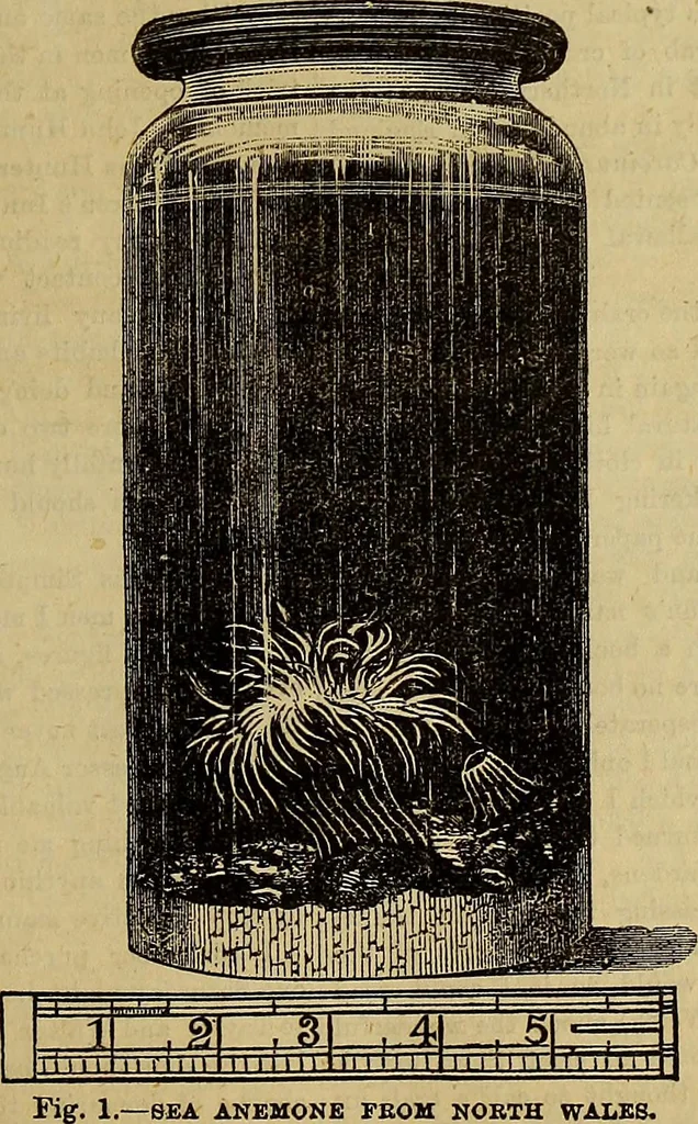 An illustration from The Popular recreator. A key to in-door and out-door amusements .., 1873, leaf 70