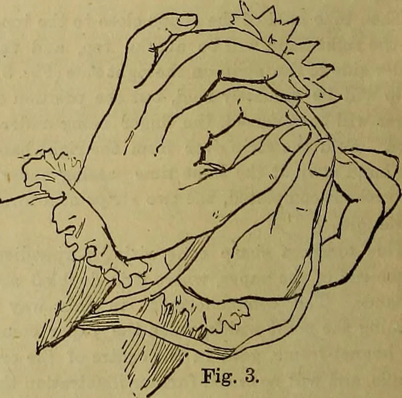 An illustration from The Popular recreator. A key to in-door and out-door amusements .., 1873, leaf 701