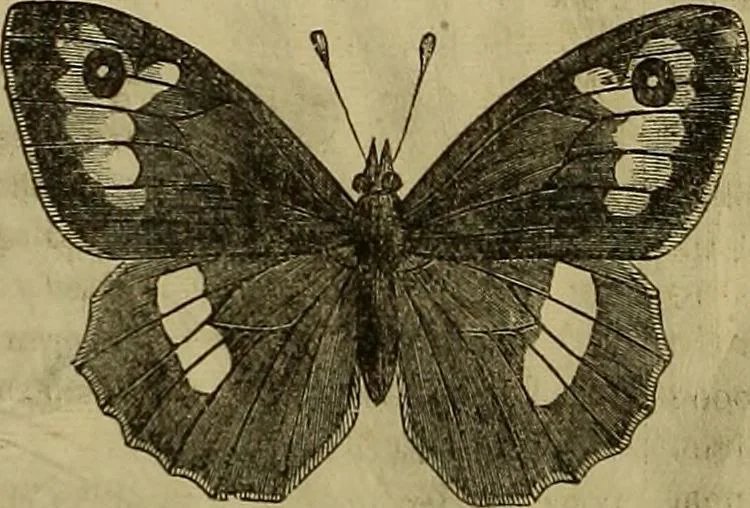 An illustration from The Popular recreator. A key to in-door and out-door amusements .., 1873, leaf 703