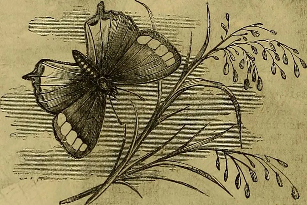 An illustration from The Popular recreator. A key to in-door and out-door amusements .., 1873, leaf 751