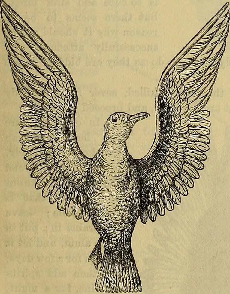 An illustration from The Popular recreator. A key to in-door and out-door amusements .., 1873, leaf 80