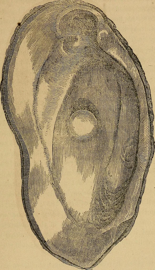 An illustration from A popular treatise on gems, in reference to their scientific value; a guide for the teacher of natural sciences, the jeweller, and amateur: together with a description of the elements of mineralogy, and all ornamental and architectural materials .., 1859, leaf 418