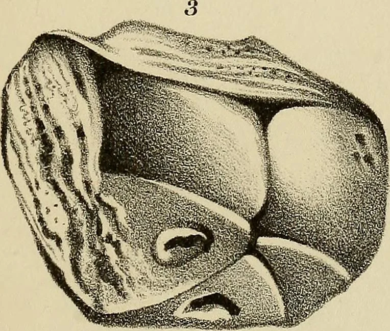An illustration from A popular treatise on gems, in reference to their scientific value; a guide for the teacher of natural sciences, the jeweller, and amateur: together with a description of the elements of mineralogy, and all ornamental and architectural materials .., 1859, leaf 450