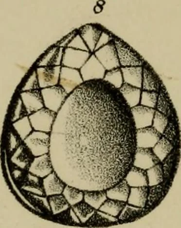 An illustration from A popular treatise on gems, in reference to their scientific value; a guide for the teacher of natural sciences, the jeweller, and amateur: together with a description of the elements of mineralogy, and all ornamental and architectural materials .., 1859, leaf 465