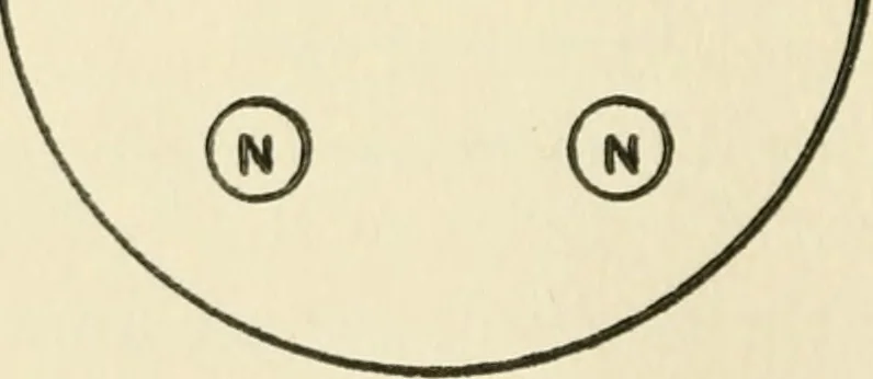 An illustration from The potter's craft: a practical guide for the studio and workshop, 1910, leaf 67