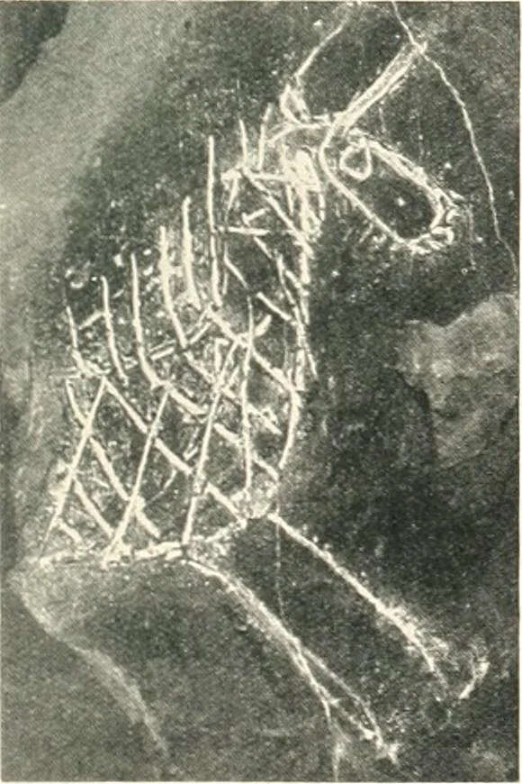 An illustration from The pottery found at Silchester : a descriptive account of the pottery recovered during the excavations on the site of the Romano-British city of Calleva Atrebatum at Silchester, Hants., and deposited in the Reading Museum, 1916, leaf 514