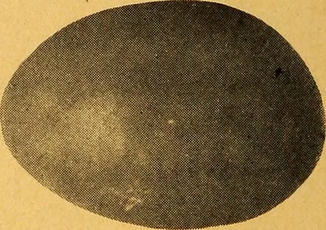 An illustration from Pottery making: an illustrated text book on art pottery making for teachers and artists, 1914, leaf 61