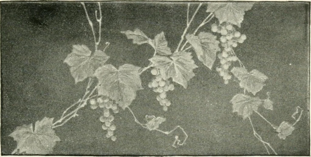 An illustration from The pottery and porcelain of the United States; an historical review of American ceramic art from the earliest times to the present day, 1893, leaf 320