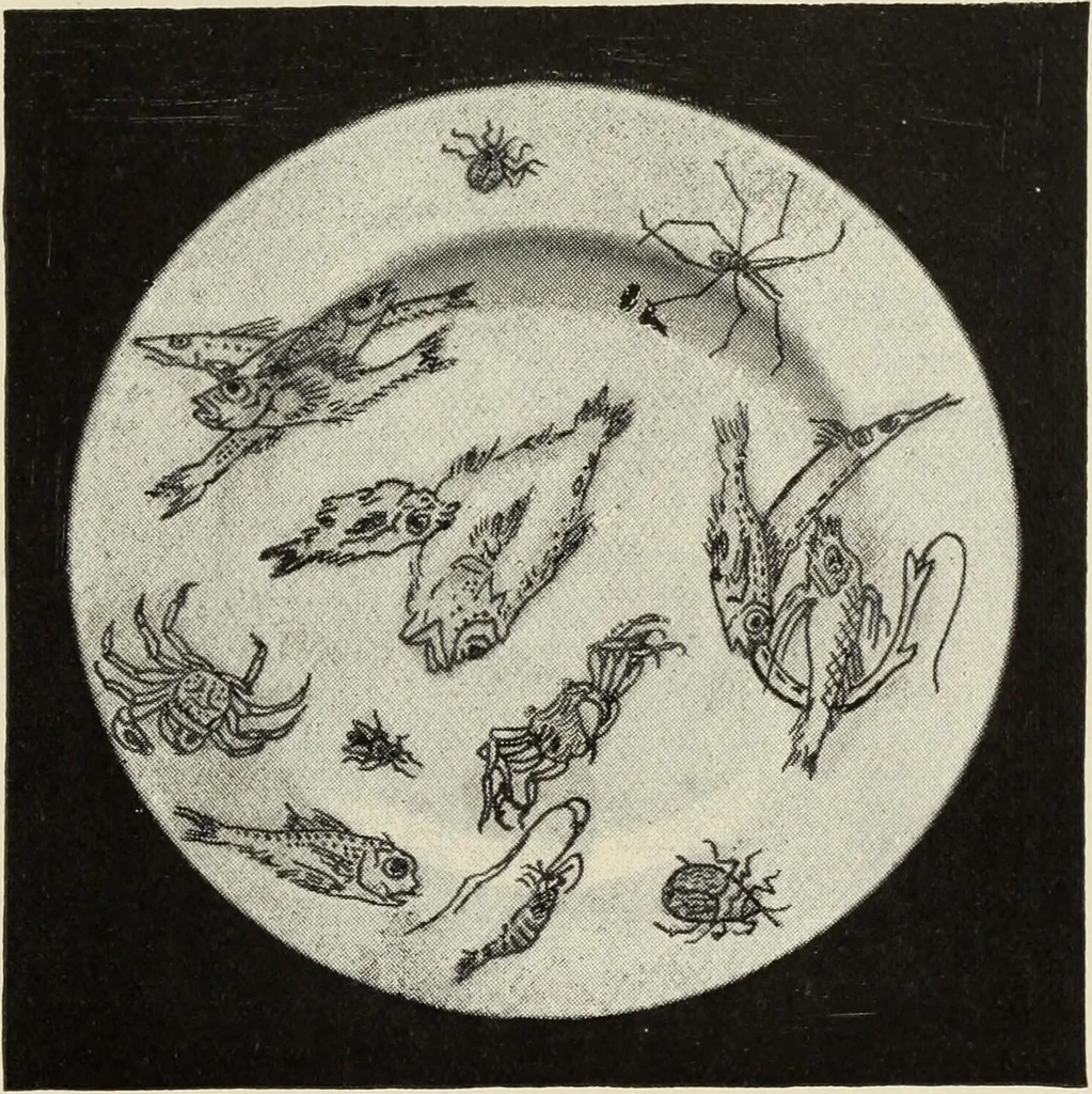 An illustration from Pottery and porcelain of the United States : an historical review of American ceramic art from the earliest times to the present day, 1893, leaf 310