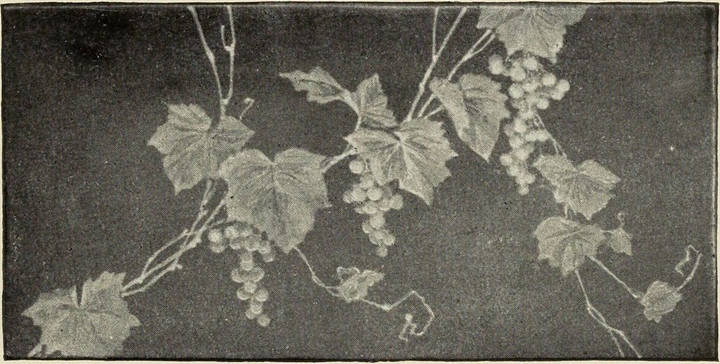 An illustration from Pottery and porcelain of the United States : an historical review of American ceramic art from the earliest times to the present day, 1893, leaf 318