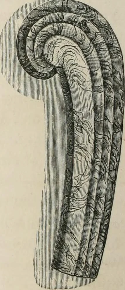 An illustration from Pottery and porcelain of all times and nations; with tables of factory and artists' marks for the use of collectors, 1878, leaf 355