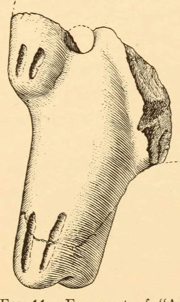 An illustration from Pottery types and their sequence in El Salvador, 1927, leaf 30