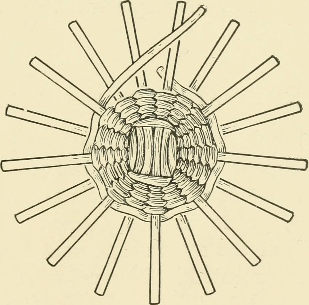 An illustration from Practical and artistic basketry, 1904, leaf 36